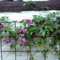 clematis_06.jpg