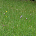 blumenwiese_1005_08.jpg